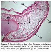 Labirin Adalah Alat Pernapasan Tambahan