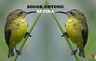 Suara Burung Sogon Betina Gacor